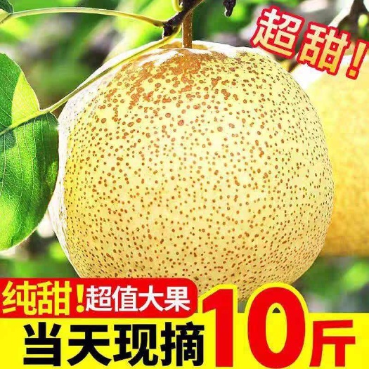 砀山县安徽砀山酥梨新鲜水果当季梨子酥梨香脆梨雪梨蜜礼盒包邮整箱