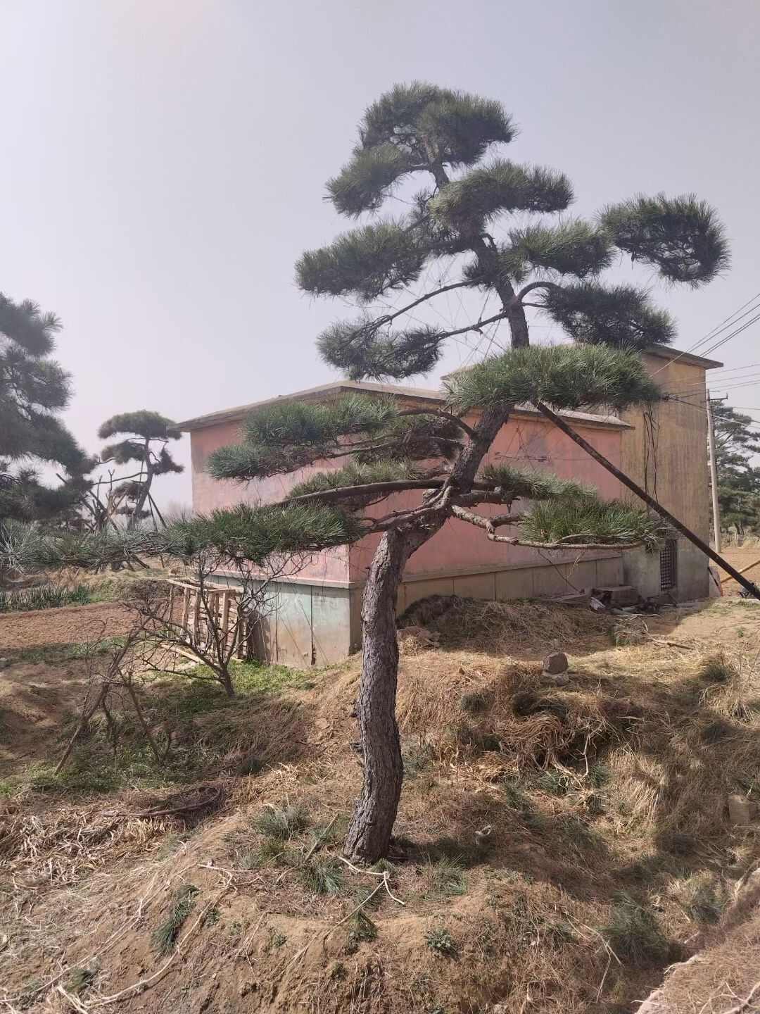 造型油松