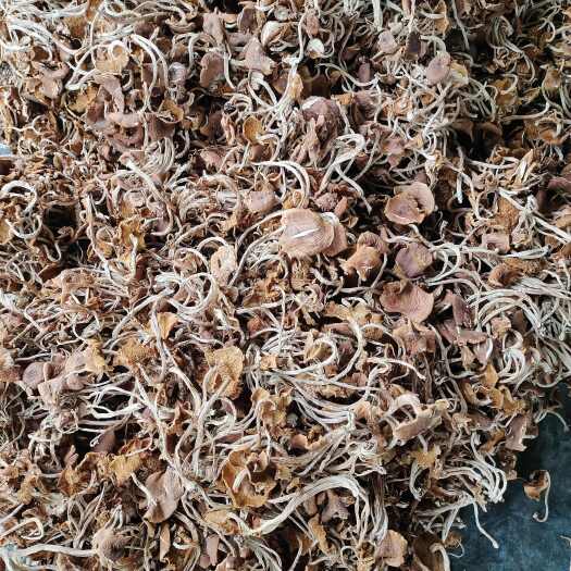 广昌县江西五号开伞茶树菇