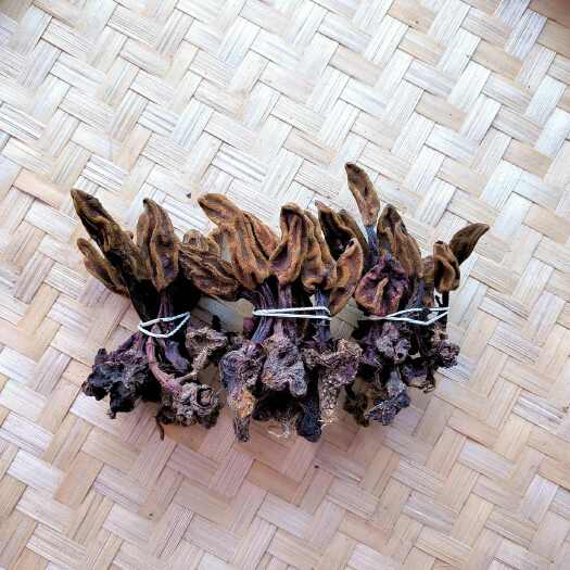 梧州回春草干货