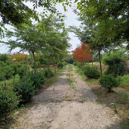 镇江现成苗圃苗木、瓦房4间、仓库统一转让