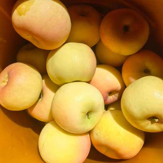 越西县离城市很远 离太阳很近的高山苹果 汁多肉厚 口感脆甜 品种多