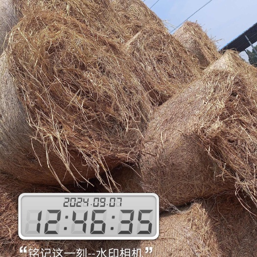 监利市亮黄稻草第一批出货