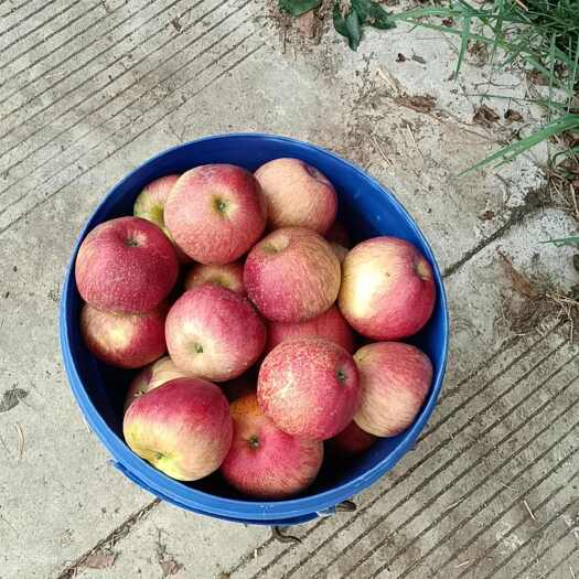 昭通昭通红露苹果，圆润饱满，甜脆汁多，