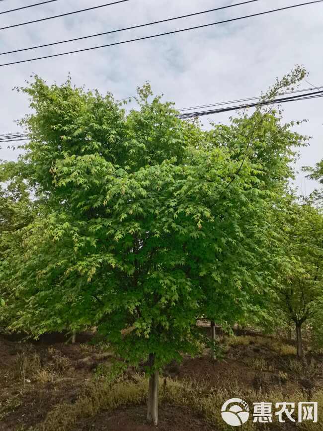 鸡爪槭10-20公分 分枝50-100基地大量现货直发