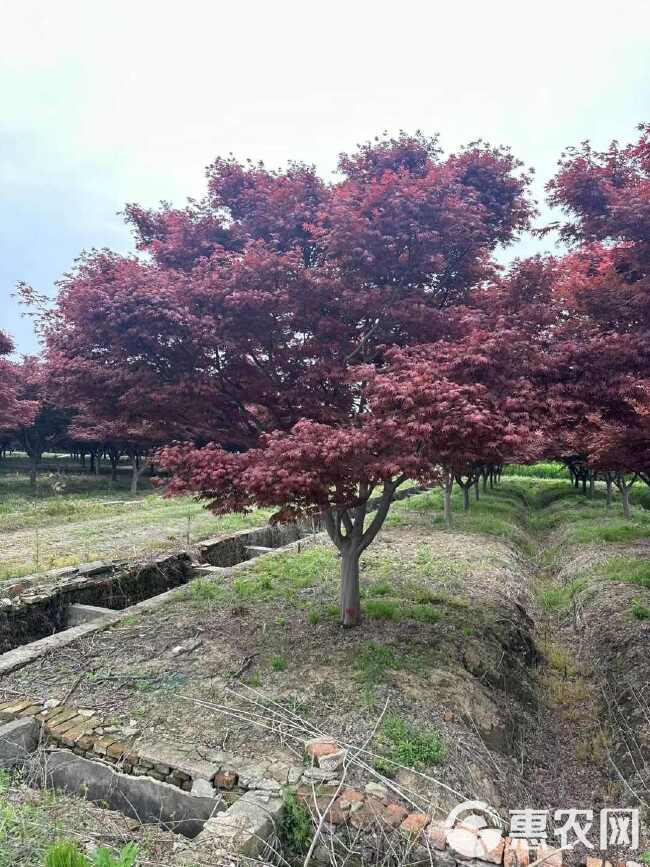 红枫 红枫 供应3-15公分 优选红枫基地直供