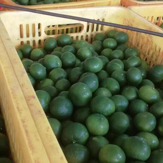 广西柳州南丰蜜橘光头果大量上市了
