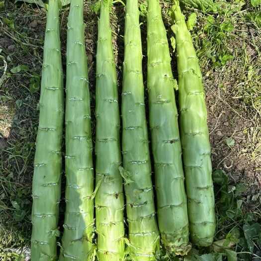 康定市三青莴笋