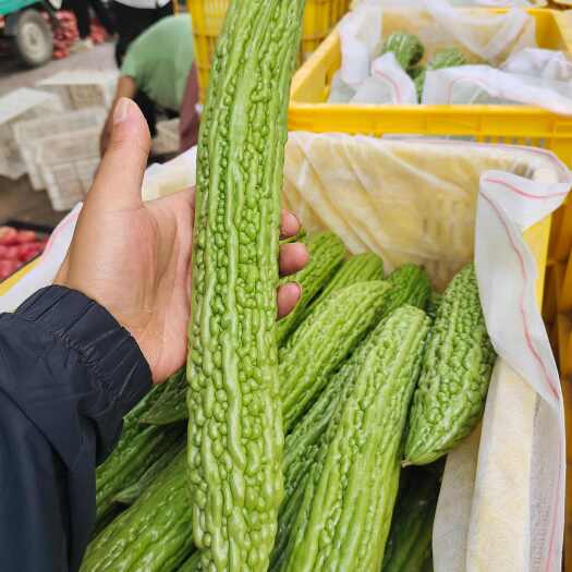 中牟县精品苦瓜 产地直供 一手货源  质量保证代发全国