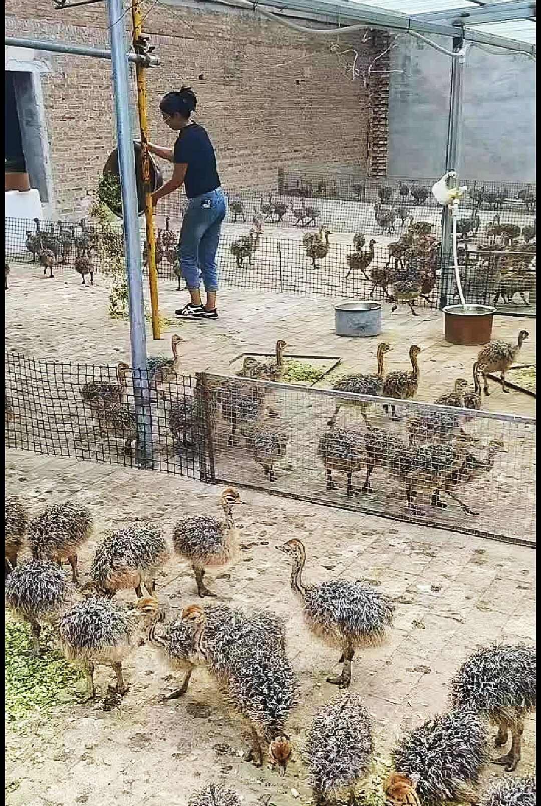 现货非洲鸵鸟10斤以上