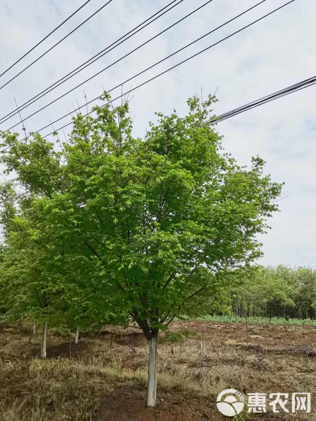 鸡爪槭10-20公分 分枝50-100基地大量现货直发