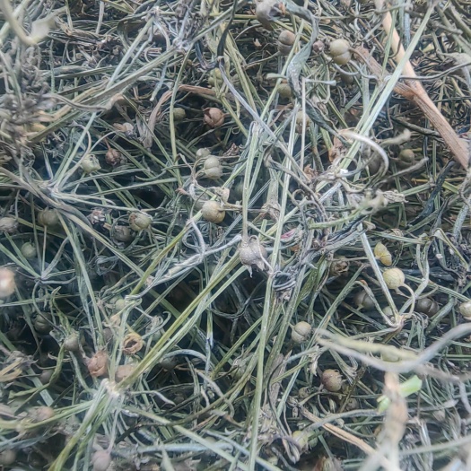 顺草白花蛇舌草中药材新货舌草茶百花蛇舌