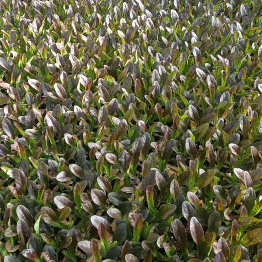 通海县紫叶莴笋苗