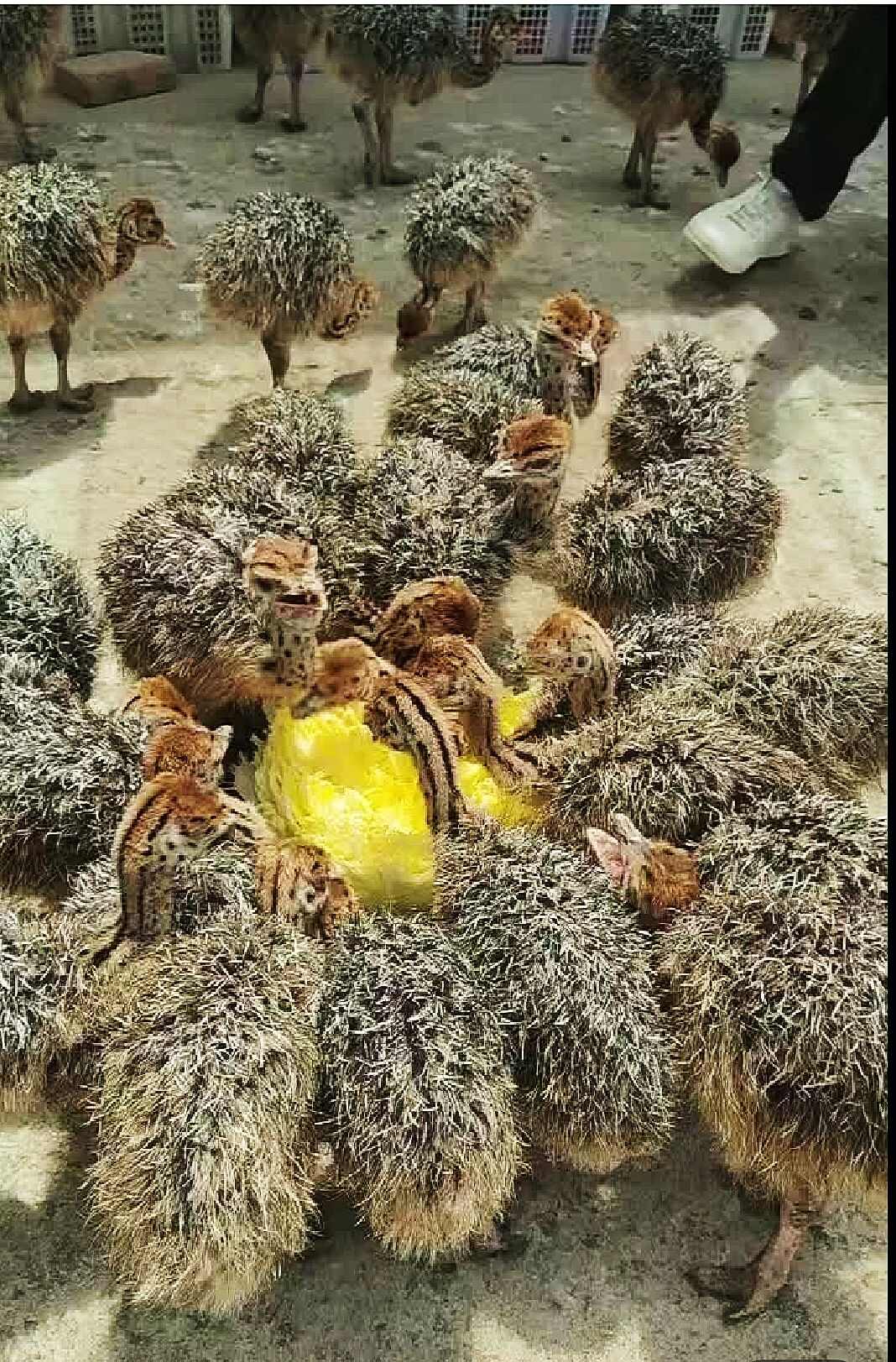 现货非洲鸵鸟10斤以上