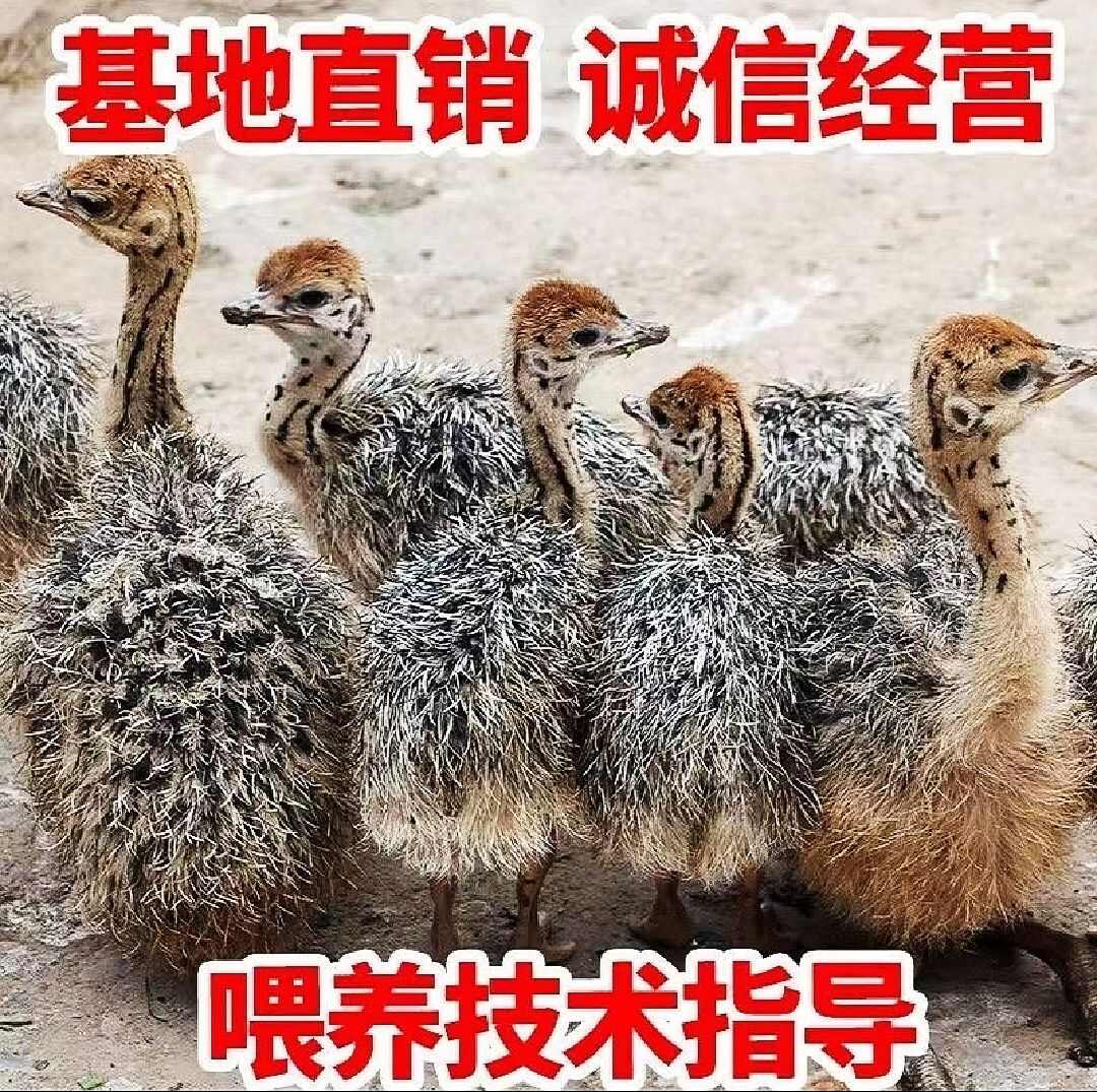 现货非洲鸵鸟10斤以上