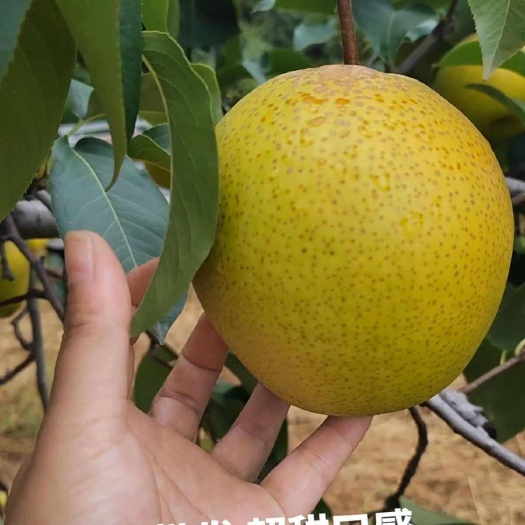 永清县雪花梨