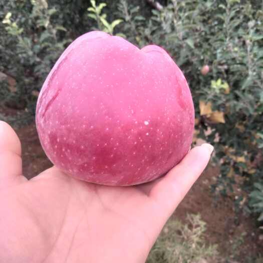 靖远县红星苹果