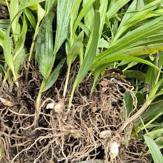峨眉山市白芨苗 白芨芽头 3年苗1到3公分