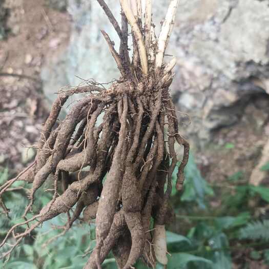 小天门东，现挖现发1斤起发货