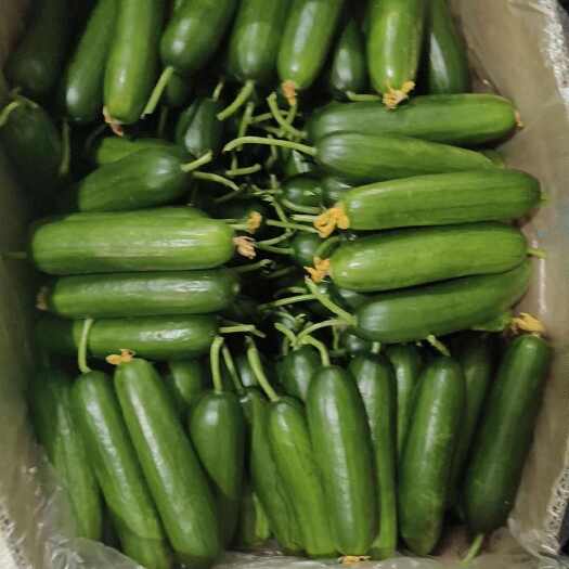 菏泽精品水果黄瓜 大量供应