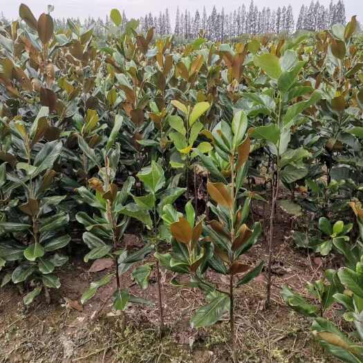 南京广玉兰1-5公分，广玉兰小苗 广玉兰高度50公分-250公分