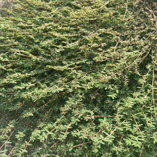 武汉地锦草，药材，干货。