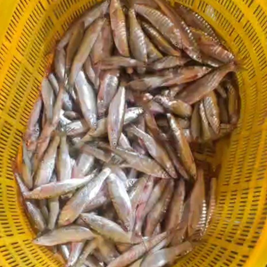 温州餐桌白条鱼