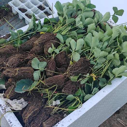 诸城市穴盘草莓苗100棵起批