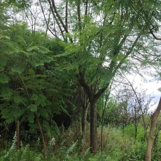 石林县蓝花楹