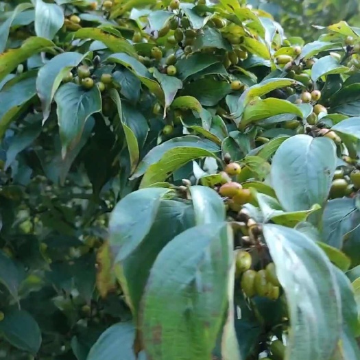 山茱萸苗