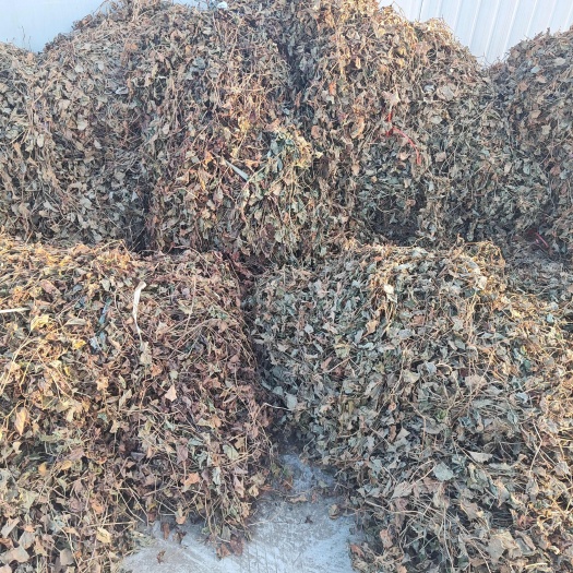 潜江市出售红茎鱼腥草干叶 量大优惠