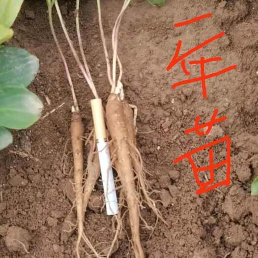菏泽白芍苗白芍种苗