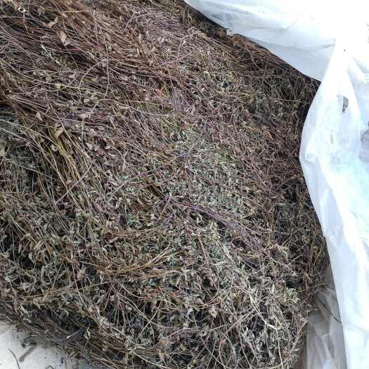 武平县新鲜仙草