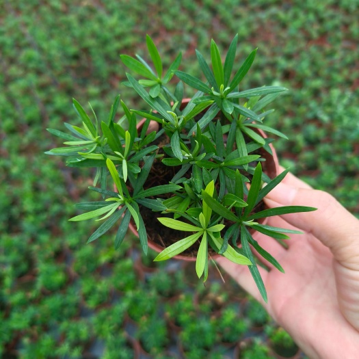 广州罗汉松(90＃)小盆栽室内桌面迷你绿植微景观植物