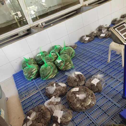 正 宗固城湖大闸蟹
养殖户自产自销