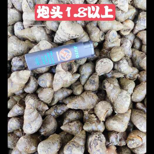 潜江市潜江薄壳石螺
