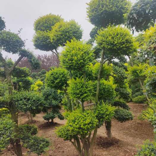 潢川县亮晶女贞造型，亮晶女贞球造型树，亮晶女贞云片造型亮晶女贞苗