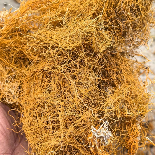 波密县金丝红雪茶 长丝红雪茶 西藏昌都高海拔红雪茶 产地直发