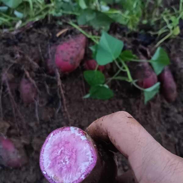 红薯，有西瓜红，冰淇淋，088.大量上市，需要的请联系