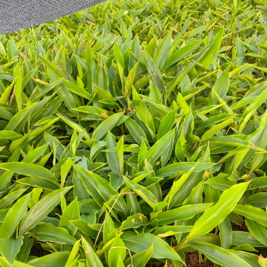 宜宾川香砂仁苗