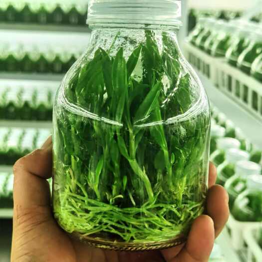 温岭市铁皮石斛苗 石斛芽 酒店特菜 绿植种植 组培苗一级苗
