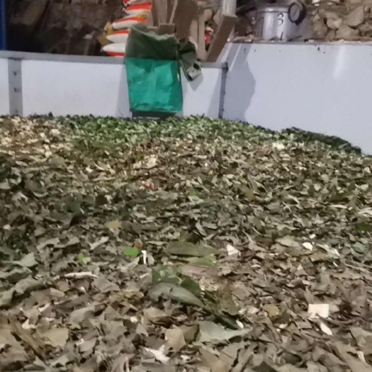 平乐县牛耳枫干货