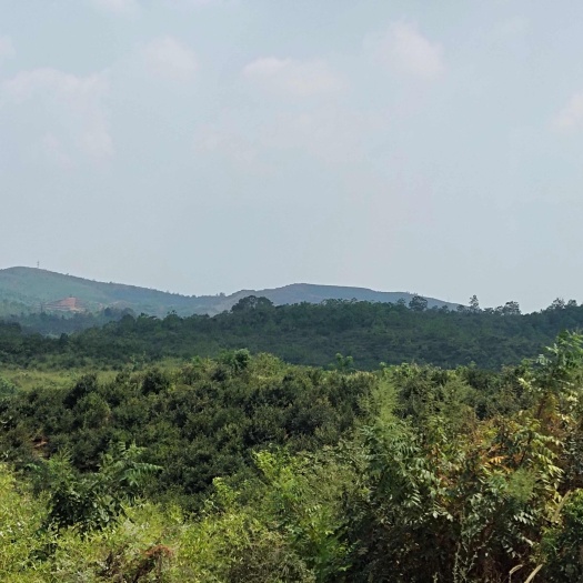 常宁市荒山