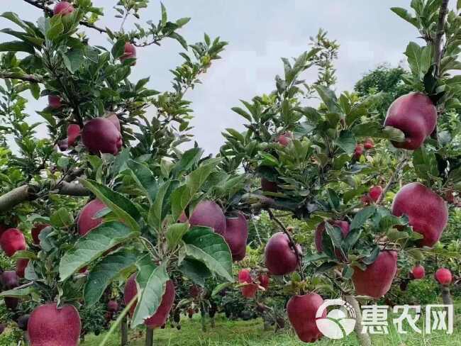 天水高山花牛苹果