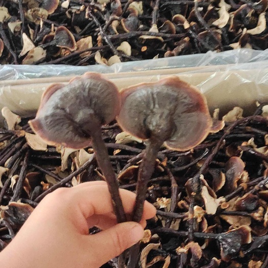 冠县金边竹灵芝 产地直接发货  包邮  可以煲汤泡酒泡茶