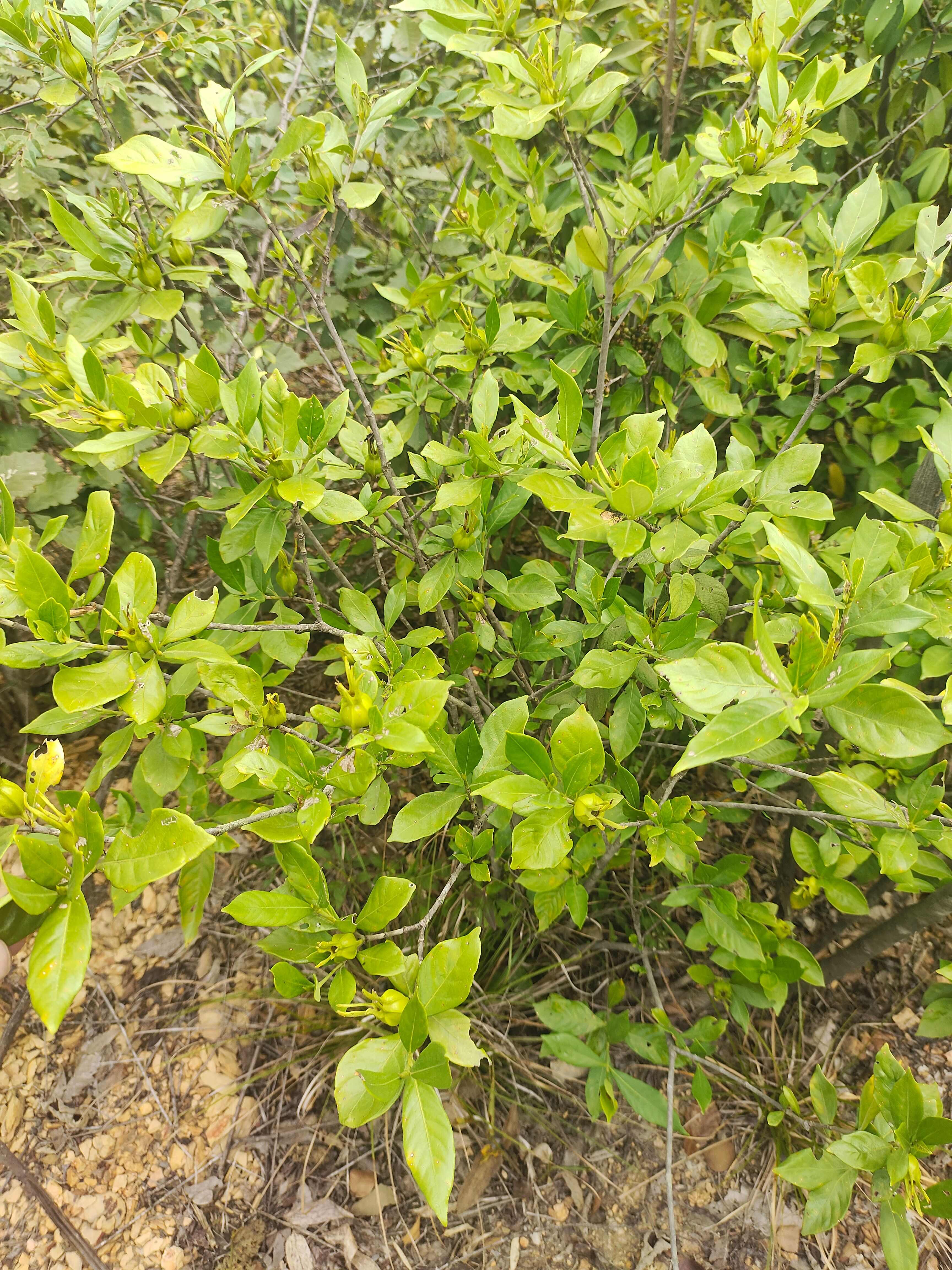 黄栀子高山挂果种苗