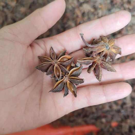 那坡县八角花
