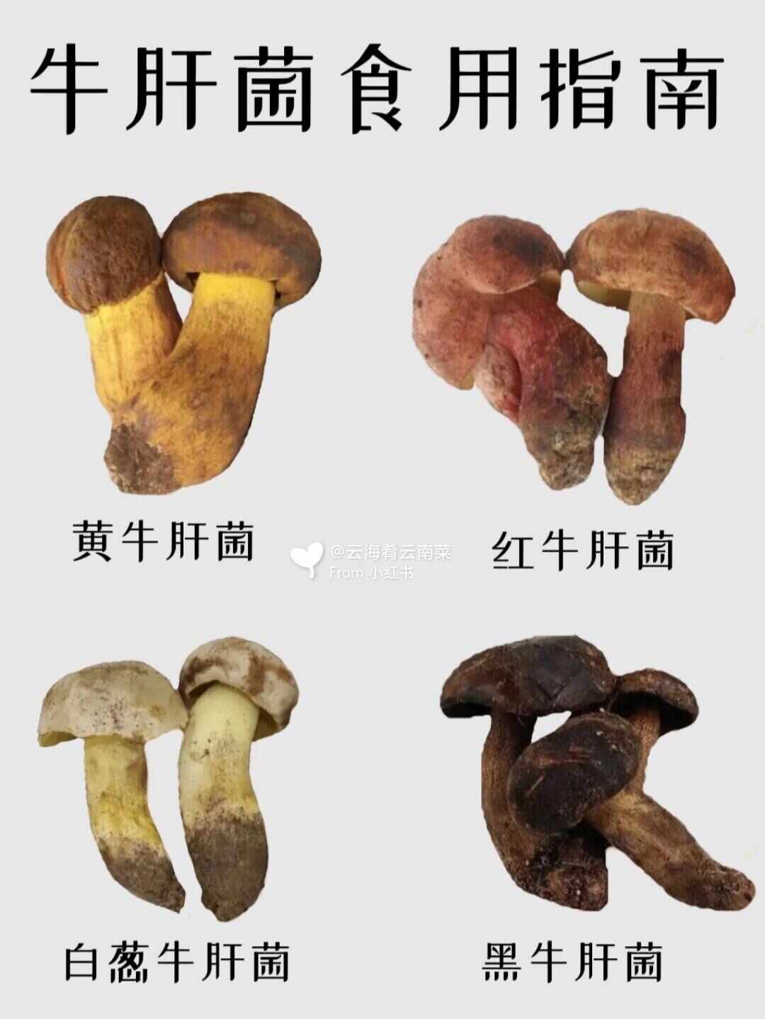 野生牛肝菌