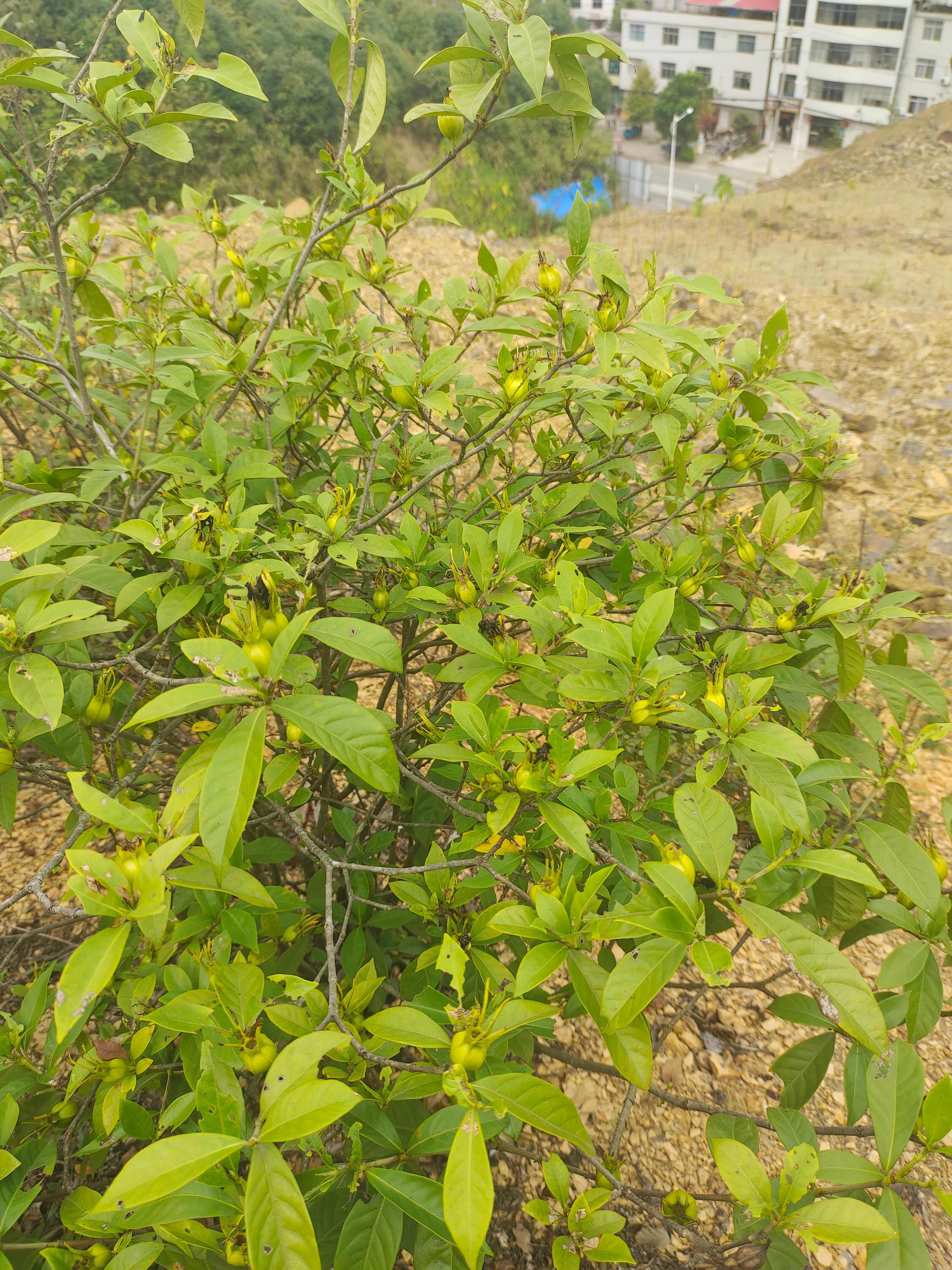 黄栀子高山挂果种苗