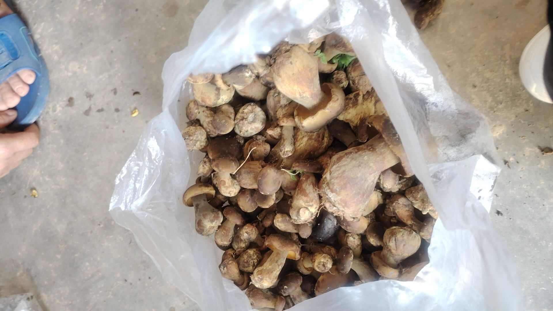 野生牛肝菌